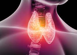 What One Should Know About the Thyroid, It’s Symptoms, Causes & Treatments