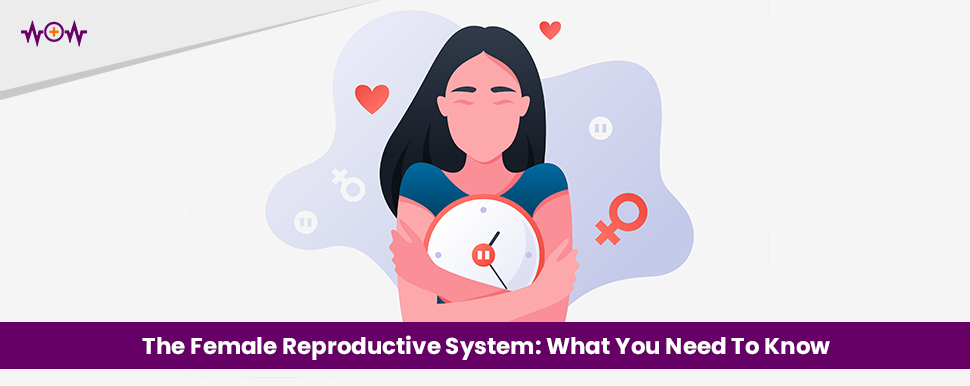The Female Reproductive System: What You Need To Know