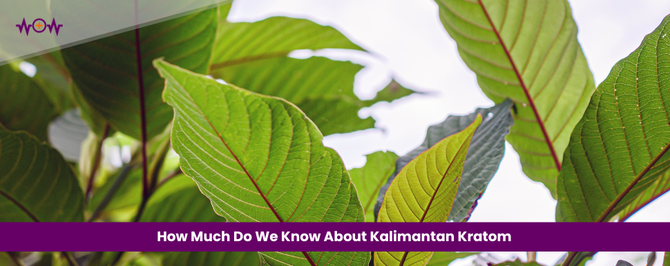 How Much Do We Know About Kalimantan Kratom